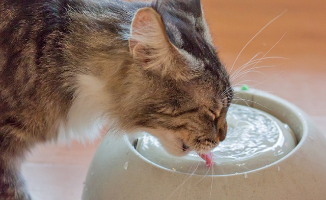 猫　自動給水機